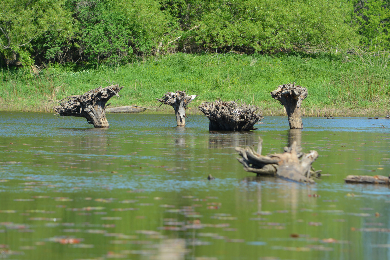 Five upside-down tree stumps poke out of the pond water surrounded by greenery.