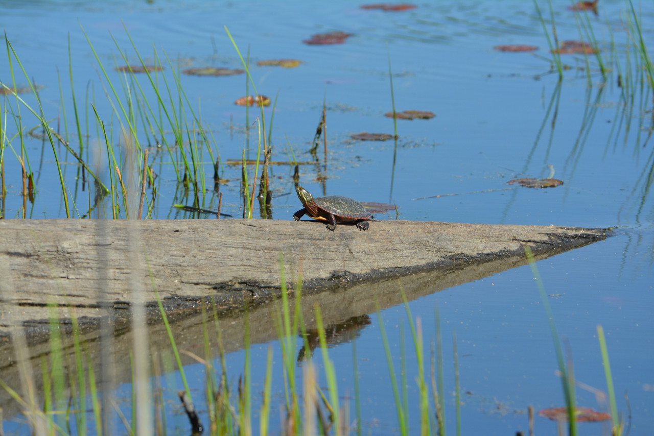 A turtle sits on a log rising out of the blue water, surrounded by lily pads and reeds.