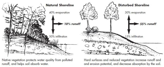 Benefits Natural_Shoreline