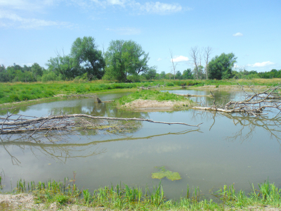 Wildlife reclaiming restored wetlands near DND campus