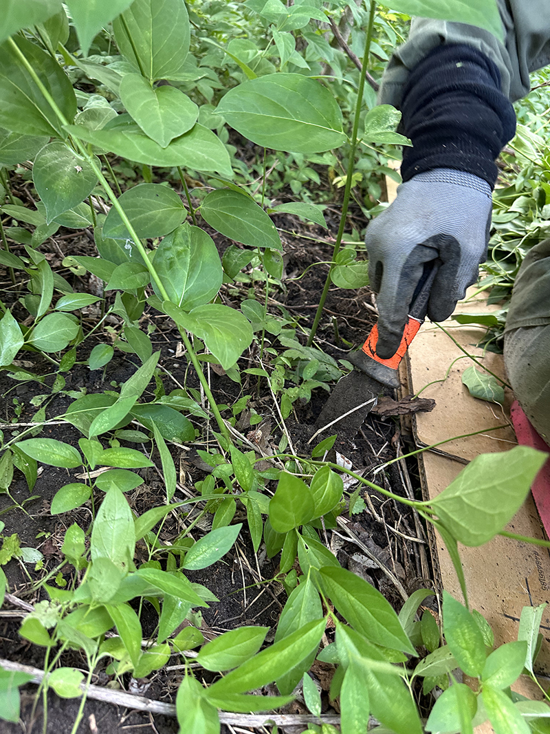 a volunteer uses a serrated trowel to dig up roots