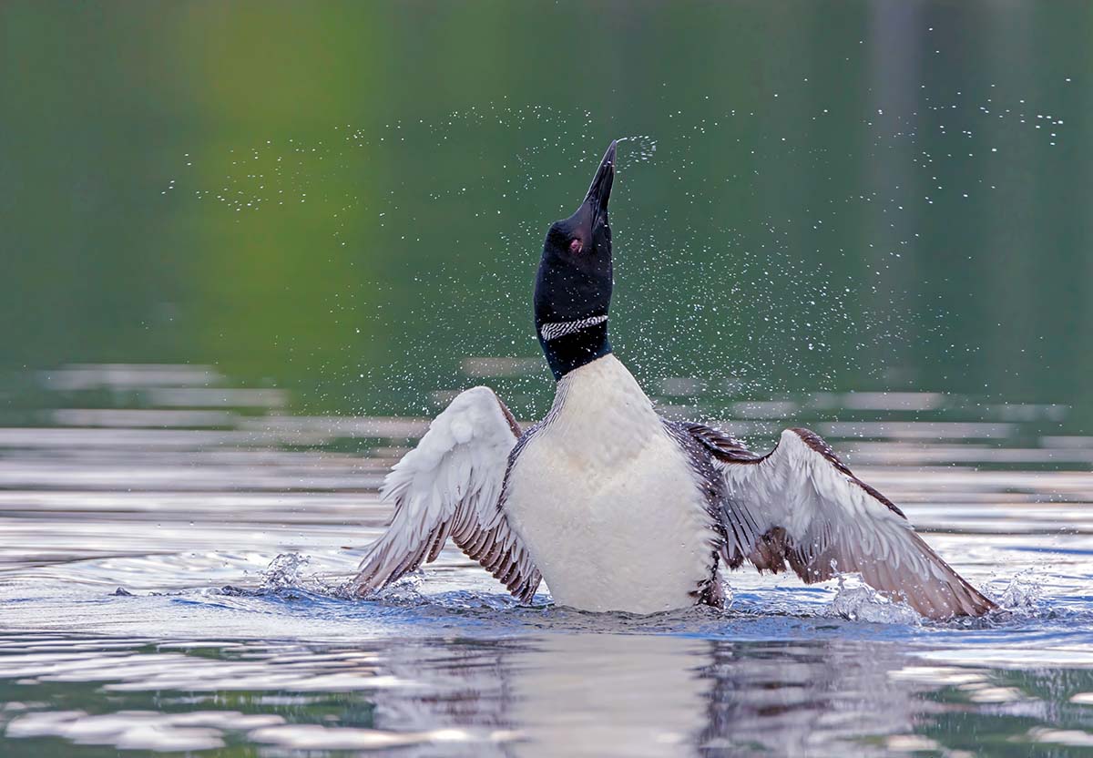 Loon shaking off water