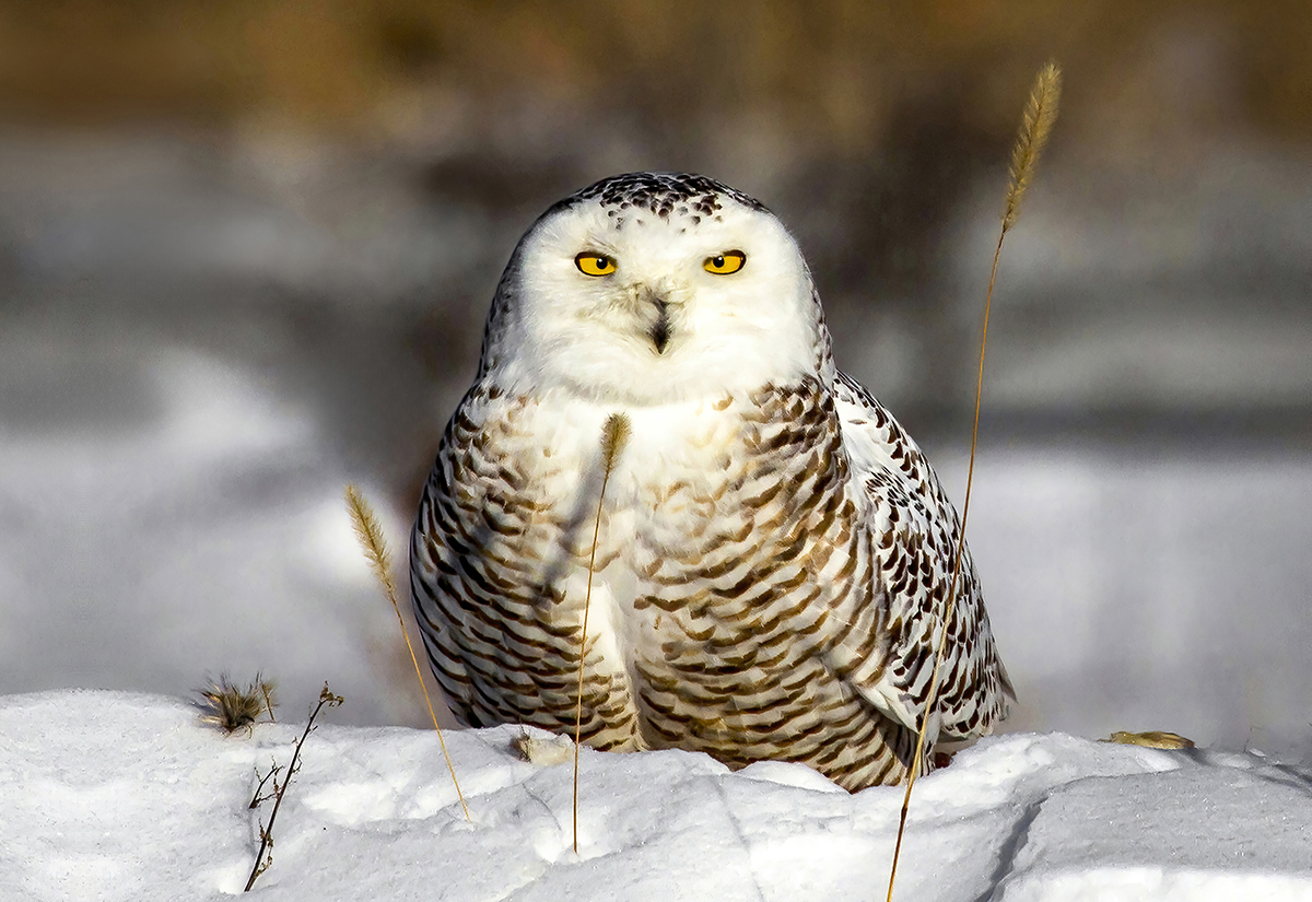 Bruce Raby, Snowy Owl