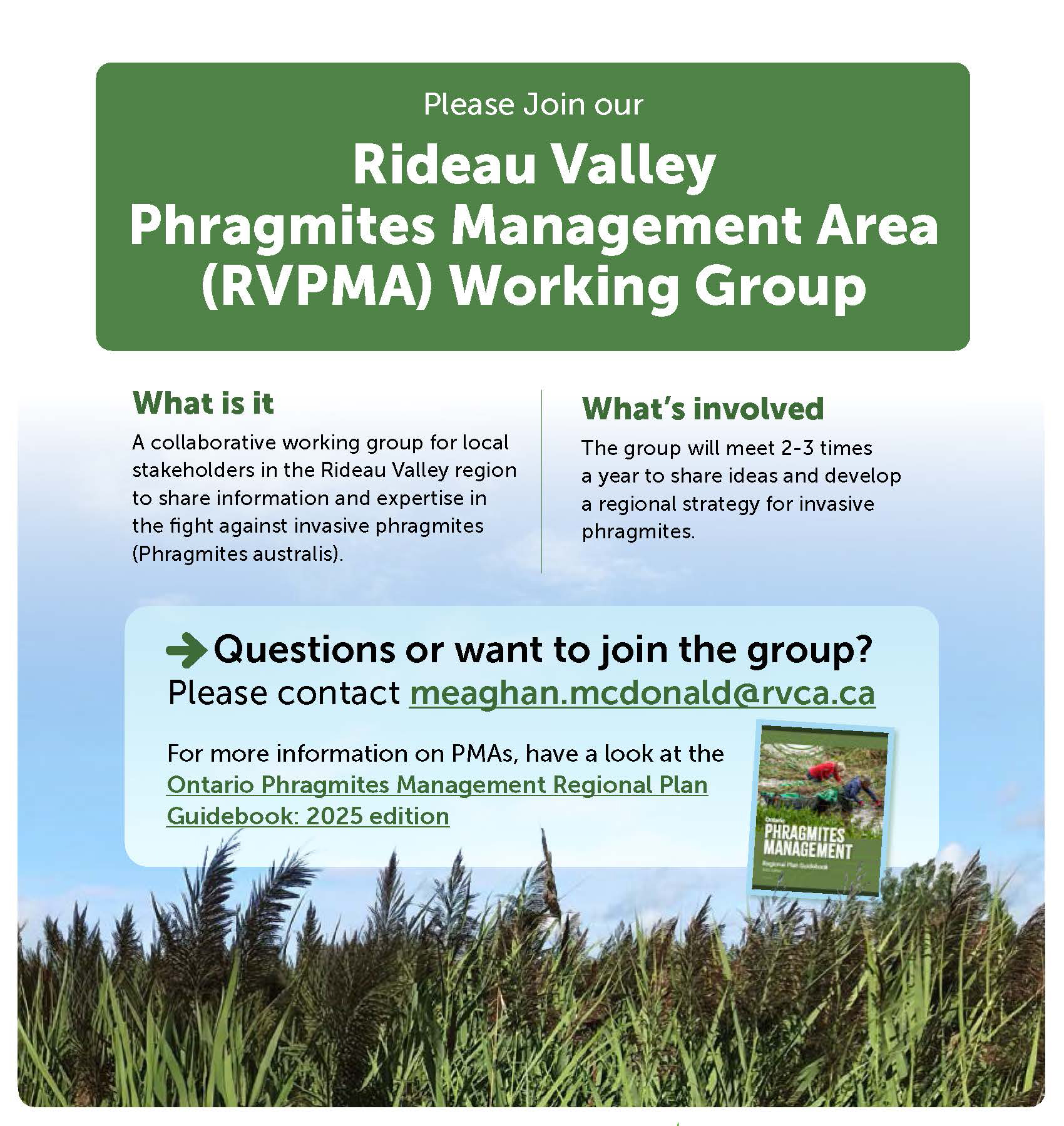 Phragmites working group flyer