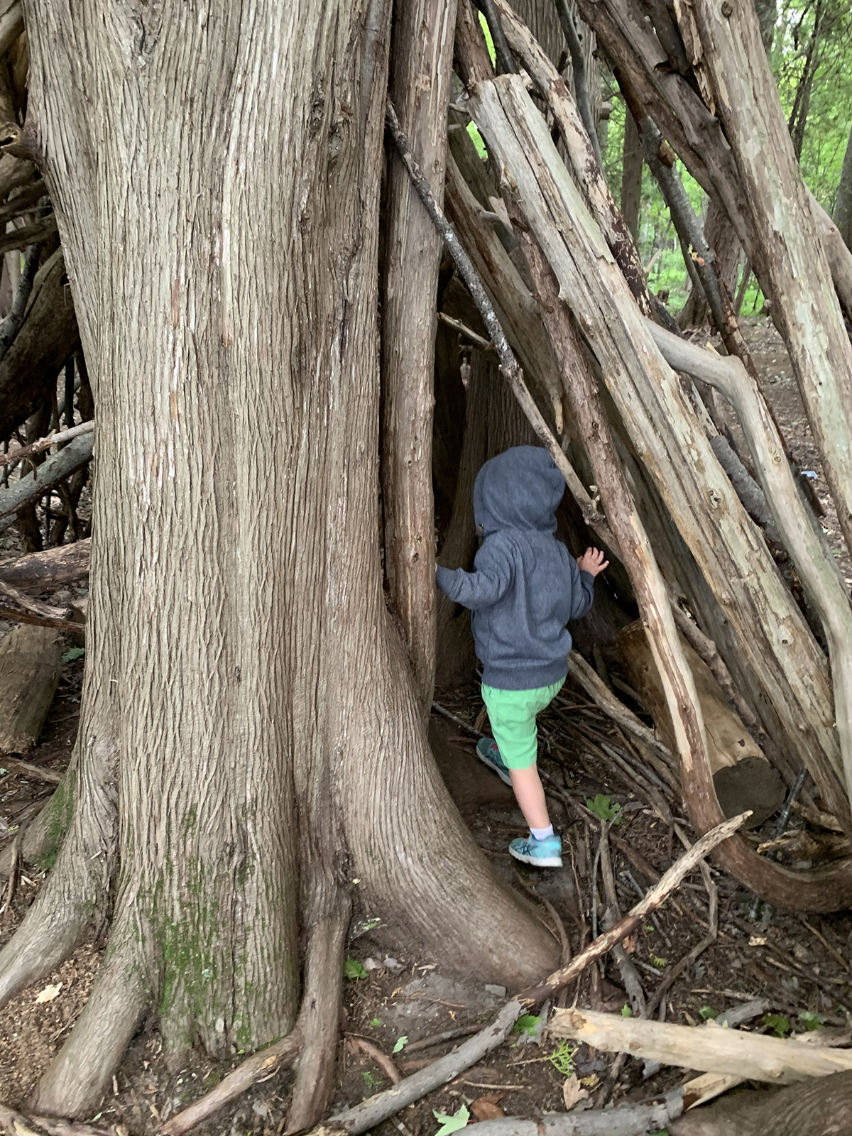 A child explores a crevice in a large tree at Baxter conservation area