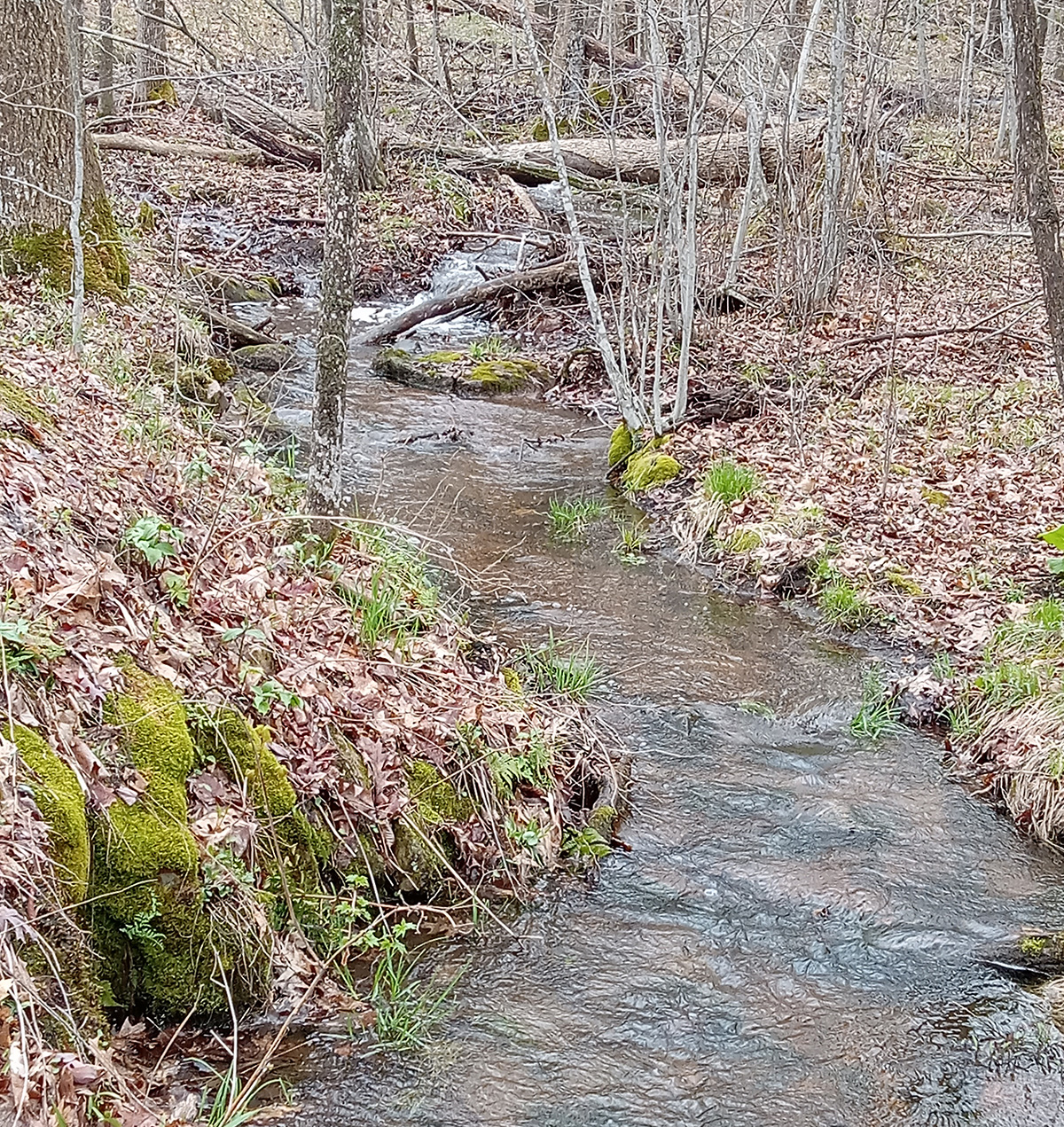 A stream runs through Foley's forest along the Orange trail.