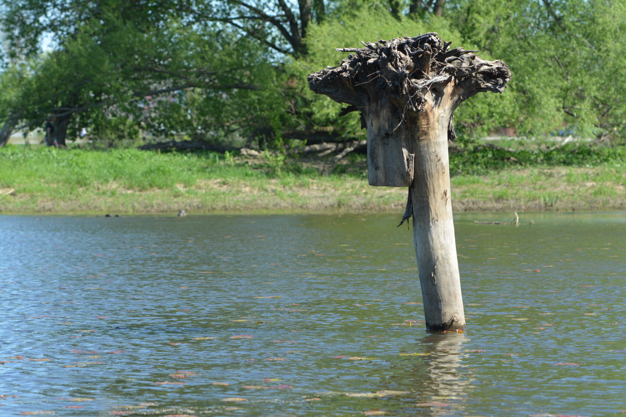 A large upside-down tree trunk with roots rises out of the pond water.