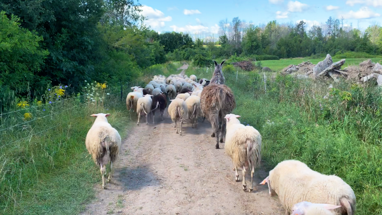 sheep on path