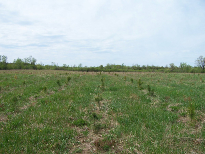 Convert Marginal Land or Abandoned Farm Fields into Thriving Forests – For a Couple Dimes A Tree