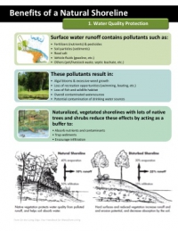 Benefits of a Natural Shoreline