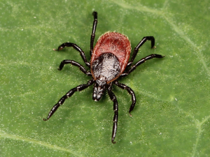 Ticks don&#039;t keep their distance. Protect yourself with these simple tricks