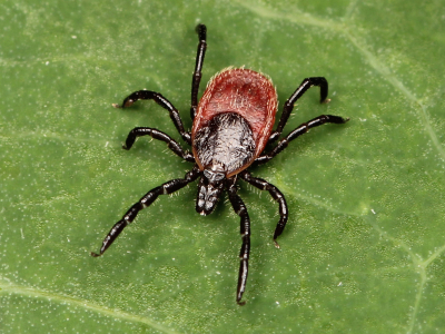 Ticks don't keep their distance. Protect yourself with these simple tricks